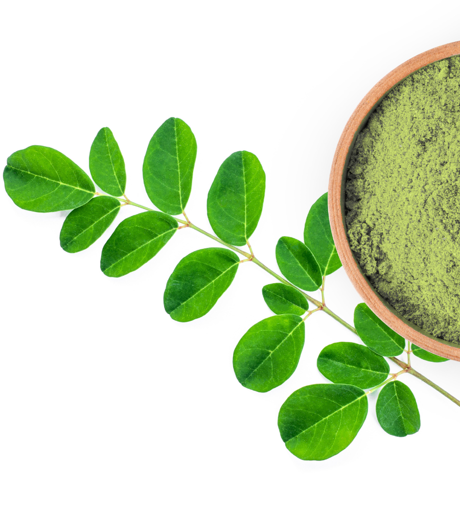 Co je Moringa  Oleifera?